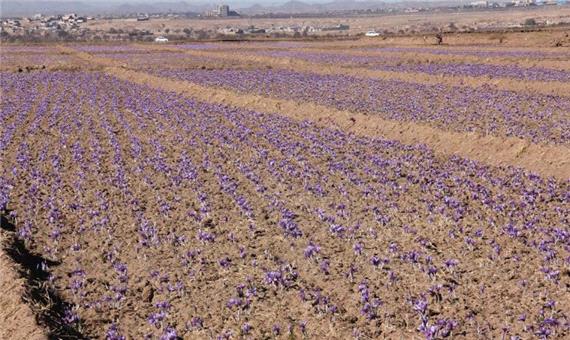سالانه 100هکتار به سطح زیر کشت زعفران در یزد افزوده می‌شود
