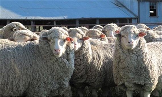 متهم اصلی بحران گوسفند