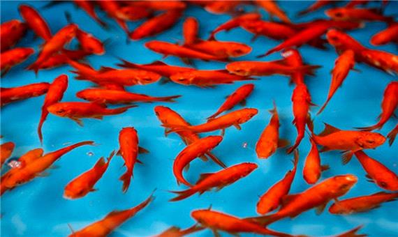 مراقب بیماری‌های مشترک انسان و ماهی قرمز باشید!