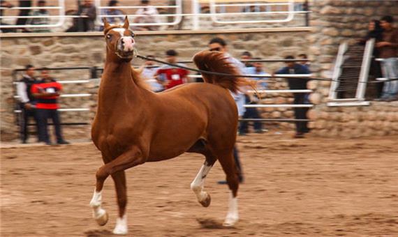 نخستین جشنواره ملی اسب در اردکان برگزار شد