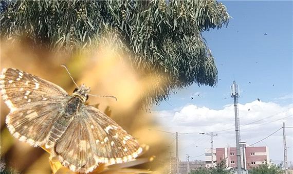 جمعیت حشرات مشاهده شده در یزد، ملخ نیستند