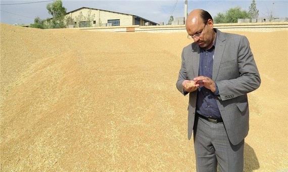 رکورد تولید گندم در ابرکوه  به 4.5 تن در هکتار رسید