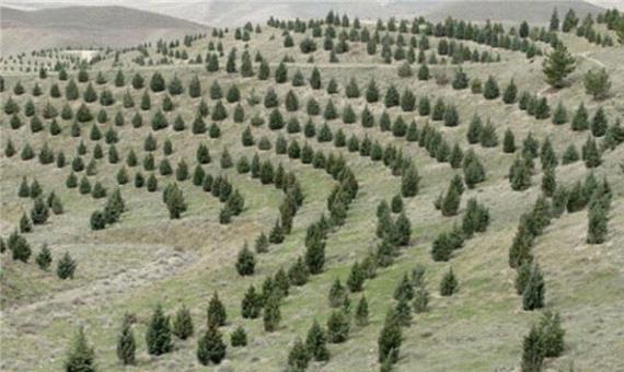 مقدمات کشت سه هزار هکتار جنگل دست کاشت در بافق فراهم شد