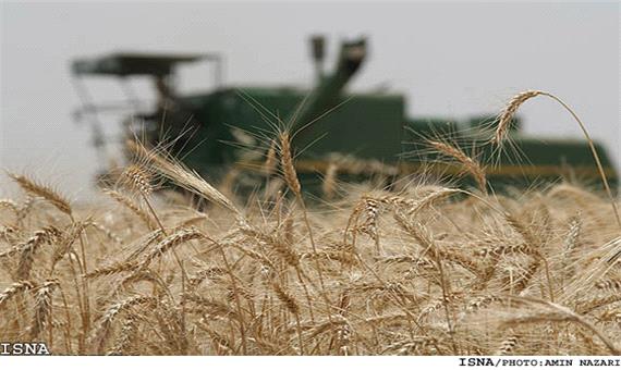 تولید 80 درصد گندم استان یزد در خاتم و ابرکوه