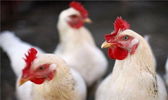 کشف 15 تن مرغ زنده قاچاق در مهریز