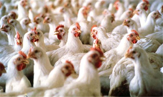 کشف محموله‌های بزرگ  مرغ قاچاق در مهریز